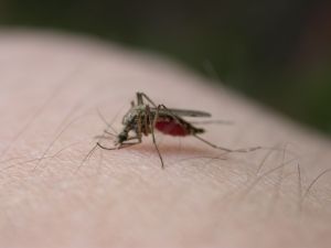 169549_mosquito_bite_2