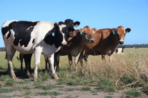 1250889_cows