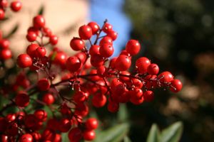 801304_some_berries