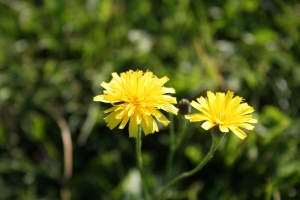 1365590_fall_flower