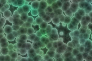 1066715_bacteria_texture