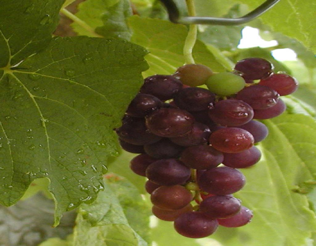 Red Grapes