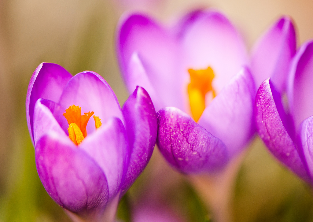 spring time is coming (98/365)